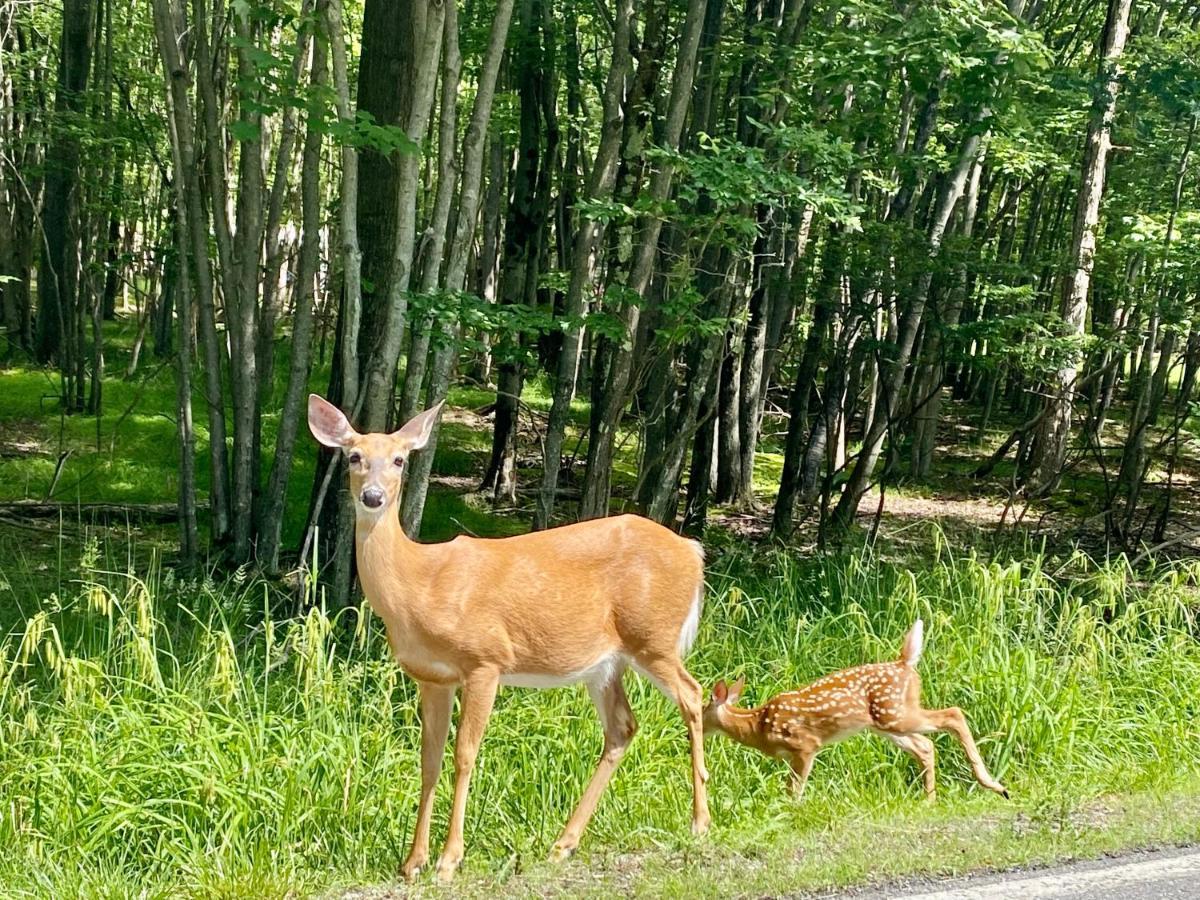 Beautiful Pocono Mountain Home Albrightsville 외부 사진